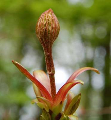 FRAXINUS EXCELSIOR